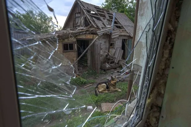A dog named Rem, injured from a Russian rocket attack, sits in the damaged courtyard of his owners, on the outskirts of Pokrovsk, eastern Ukraine, Saturday, July 16, 2022. (Photo by Nariman El-Mofty/AP Photo)