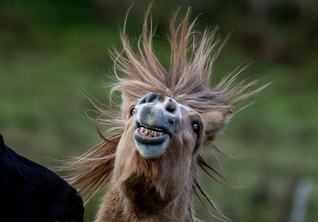 An Icelandic horse plays at a stud farm in Wehrheim near Frankfurt, Germany, Tuesday, November 26, 2024. (Photo by Michael Probst/AP Photo)
