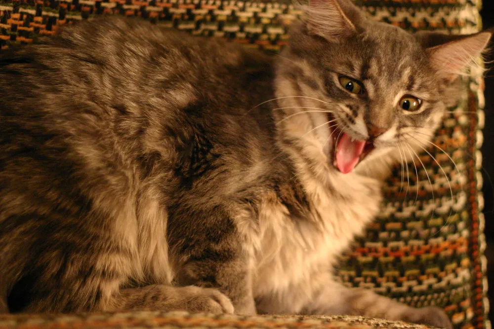 Animals Yawning