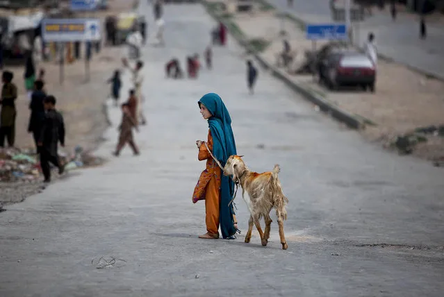 A girl drags her goat heading back home through a main road empty of traffic and full of children playing, after being blocked by the Pakistani police with shipping containers, on the outskirts of Islamabad, Pakistan, Thursday, August 14, 2014. (Photo by Muhammed Muheisen/AP Photo)