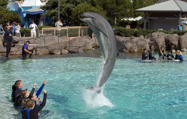 Patients from Rady Children's Hospital watch as a bottlenose dolphin jumps, after being invited to swim and interact with dolphins at Sea World in San Diego, California August 27, 2015. (Photo by Mike Blake/Reuters)