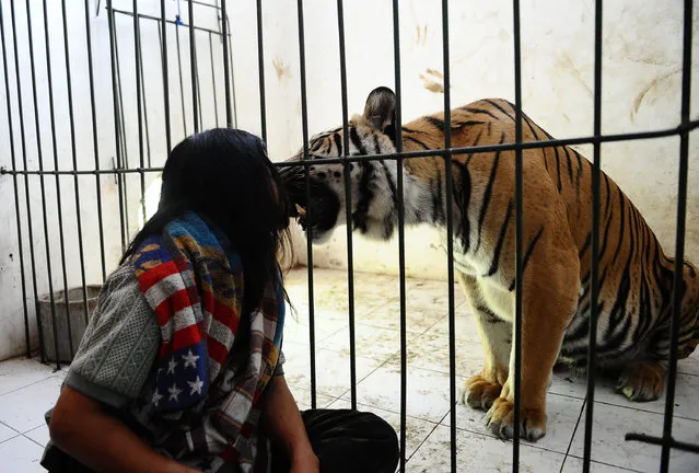 Tiger And Man Best Friends