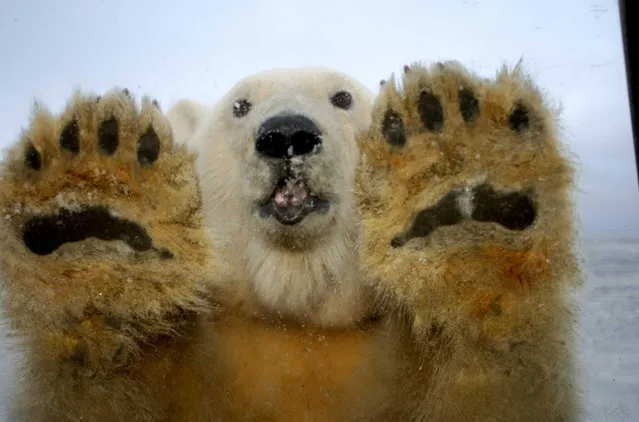 Polar Bear Photo Steven Kazlowski