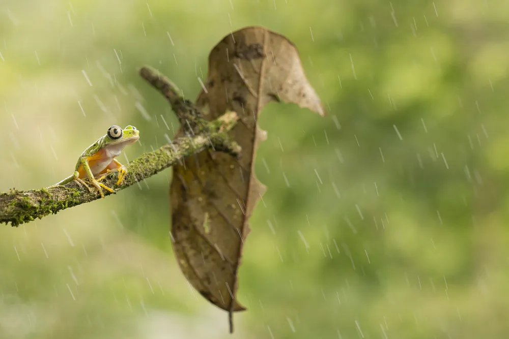 2014 National Geographic Photo Contest, Week 1