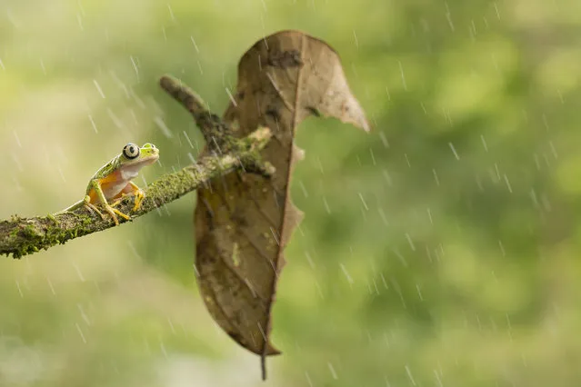 “Rain is a gift”. Alone in the rain this strange to see Agalychnis Lemur pose for me and my camera... Click! Photo location: La fortuna, Costa Rica. (Photo and caption by Nicolas Reusens/National Geographic Photo Contest)