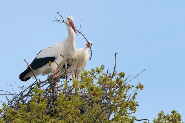 A white stork pair arranging nest material in an oak tree on the Knepp estate, West Sussex, UK. The pair could become the first wild pair to successfully breed in Britain for hundreds of years. The enormous birds are brooding three eggs on the rewilded estate as part of a project to reintroduce the species to south-east England. (Photo by Nick Upton/The Guardian)