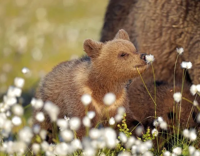 “Romantic”. A brown bear in Martinselkonen, Finland. (Photo by Valtteri Mulkahainen/Comedy Wildlife Photography Awards)