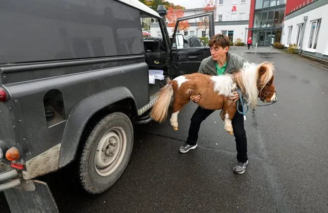 Owner Carola Weidemann carries her small Shetland pony Pumuckel out of her car to visit a nursing home in Kierspe on October 21, 2022. Carola Weidemann visits kindergartens, retirement homes and similar institutions with her therapy pony Pumuckel. She would like to register her pony for the Guinness Book of Records next year when it turns 4 years old, because the smallest pony in the world currently measures 56.7 centimetres at the shoulder and Pumuckl measures about 50 centimetres. (Photo by Ina Fassbender/AFP Photo)