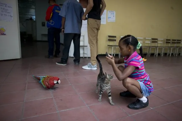 A girl takes pictures of a macaw that flew inside a polling station during mayoral elections in Caracas, Venezuela, Sunday, December 10, 2017. Venezuelans will choose hundreds of mayors on Sunday in elections pitting candidates backed by President Nicolas Maduro against a fractured opposition still bruised by a poor showing in recent gubernatorial voting. (Photo by Ariana Cubillos/AP Photo)