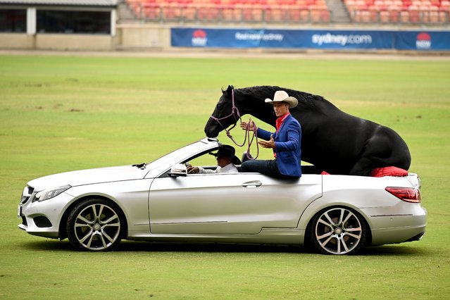 Dave Manchon and horse Vegemite ride in a Mercedes convertible during a media preview of the Royal Easter Show at the Sydney Show Ground, in Sydney, on Thursday, April 10, 2025. (Photo by Dan Himbrechts/AAP Image)