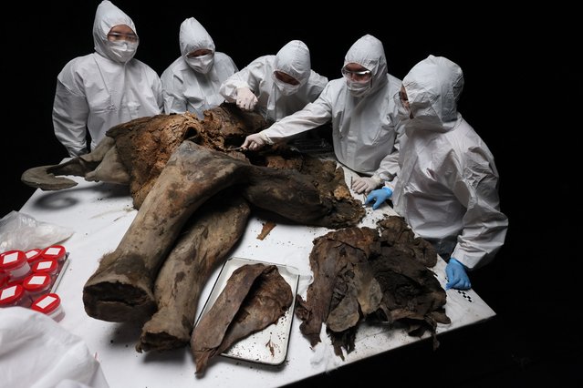 Scientists perform a necropsy on the 50,000-year-old baby mammoth nicknamed “Yana” at the North-Eastern Federal University in Yakutsk on March 27, 2025. The carcass, which was dug up past summer near the Batagaika research station in the permafrost-covered region of Yakutia, weighs 180 kilograms (397 pounds) and is 120 centimetres (four feet) tall and 200 centimetres long. (Photo by AFP Photo/Stringer)