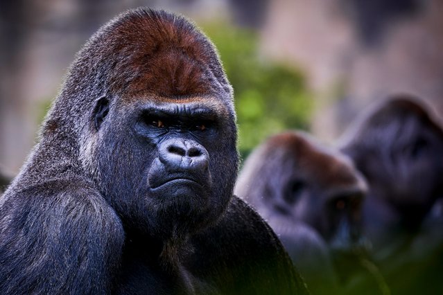 A male gorilla (silver back) named Asato looks on inside his enclosure at the Beauval Zoopark in Saint-Aignan, central France, on May 7, 2025. (Photo by Guillaume Souvant/AFP Photo)