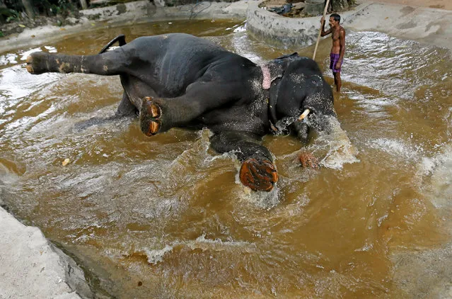 An elephant struggles to stand up while having a bath with its mahout ahead of the annual Perahera (street parade) at Rajamha viharaya Buddhist temple in Colombo, Sri Lanka September 9, 2016. (Photo by Dinuka Liyanawatte/Reuters)