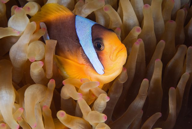 An ocellaris clownfish (Amphiprion ocellaris) is seen swimming in Egypt's Red Sea, one of the most important places in the world for underwater richness and home to many species on December 22, 2024. The Red Sea, which is an extension of the Indian Ocean and located between the Arabian Peninsula and the African continent, offers both the scientific world and divers the opportunity to dive in its clear waters with its strategic and historical importance as well as its unique living diversity. (Photo by Tahsin Ceylan/Anadolu via Getty Images)