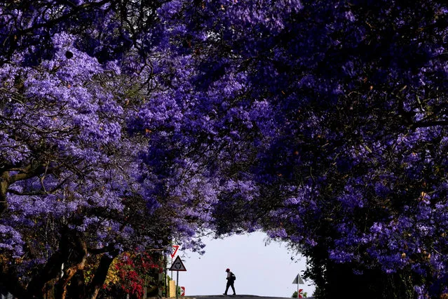A person walks under blooming jacaranda trees in a suburban street in Pretoria, South Africa, Wednesday, October 12, 2022. Some 70,000 jacarandas line the streets of the northern suburbs signalling the approaching summer months in the southern hemisphere. (Photo by Themba Hadebe/AP Photo)