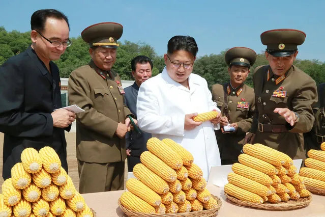 North Korean leader Kim Jong Un provides field guidance to Farm No. 1116 under KPA Unit 810, in this undated photo released by North Korea's Korean Central News Agency (KCNA) in Pyongyang September 13, 2016. (Photo by Reuters/KCNA)