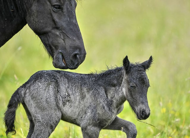 An Icelandic foal that was born in the early morning hours stands next to its mother at a stud farm in Wehrheim near Frankfurt, Germany, Wednesday, June 4, 2025. (Photo by Michael Probst/AP Photo)