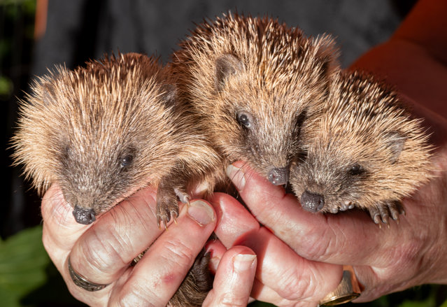 A trio of one-month-old hoglets in the last decade of June 2025 are due to be released after they were accidentally picked up by an excavator before being taken to a rescue charity, Help4hedgehogs, near Hailsham in East Sussex, UK. (Photo by Jon Santa Cruz)