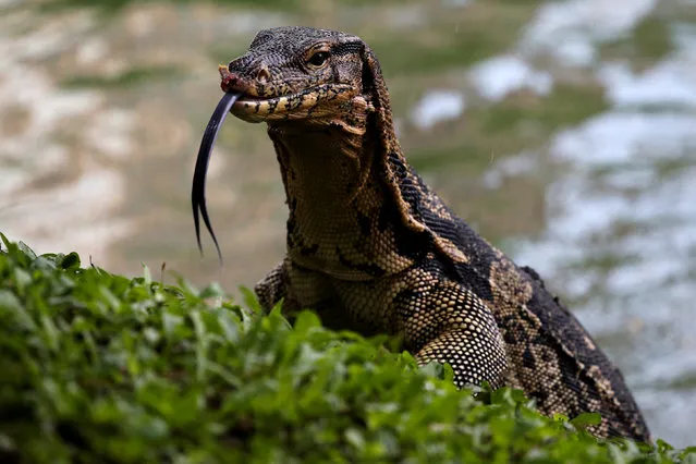 A monitor lizard is pictured at Lumpini park in Bangkok, Thailand, September 20, 2016. (Photo by Athit Perawongmetha/Reuters)