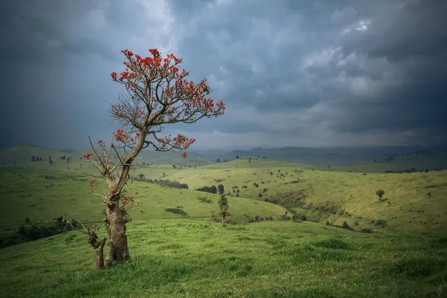 This photograph, taken on September 28, 2019, shows an Erythrina Abyssinica planted in a pasture on Ferme Espoir, owned by former President Joseph Kabila, in Masisi territory, northeast of the Democratic Republic of Congo. (Photo by Alexis Huguet/AFP Photo)