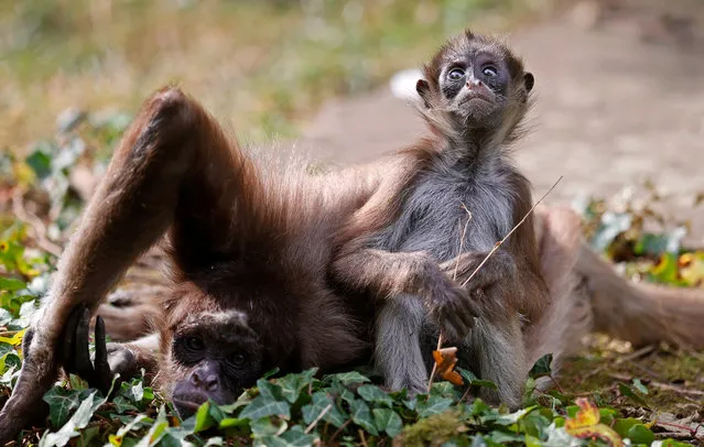 An adult and a young long-haired spider monkey (Ateles belzebuth) sit in their enclosure at zoo in Frankfurt am Main, Germany, 16 Septembe​r 2020. (Photo by Ronald Wittek/EPA/EFE)