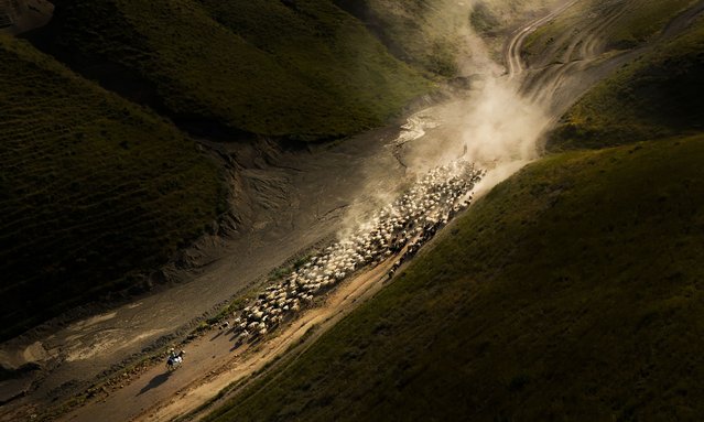 Flocks of sheep walk through valleys to reach the plateaus at the foot of Mount Nemrut while creating dust during sunset in Kiyiduzu village in Tatvan district of Bitlis, Turkiye on June 8, 2025. Thousands of sheep are driven through valleys to avoid damaging the crops despite hot weather. (Photo by Mustafa Kilic/Anadolu via Getty Images)