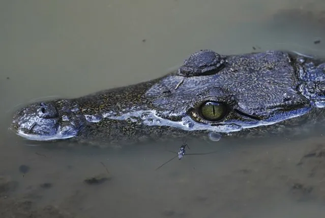 A baby crocodile is visible in waters of the Calakmul Biosphere Reserve in the Yucatan Peninsula of Mexico on Wednesday, January 11, 2023. (Photo by Marco Ugarte/AP Photo)