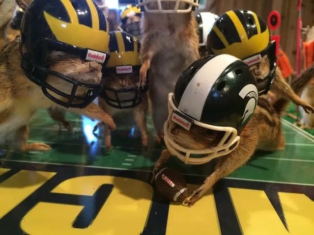 This photo taken Monday, October 26, 2015, shows stuffed chipmunks portraying players on the final play of the Michigan State-Michigan NCAA college football game at the home of taxidermist Nick Saade in Lansing, Mich. (Photo by Judy Putnam/Lansing State Journal via AP Photo)