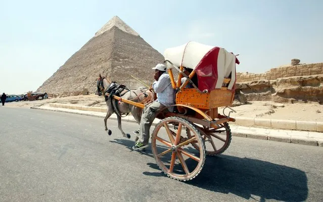 An Egyptian man rides a horse carriage at The Great Pyramids of Giza, Egypt, 31 August 2016. (Photo by Khaled Elfiqi/EPA)