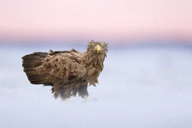 White-tailed eagle, Hortobágy, Hungary. (Photo by Ben Hall/BPOTY/Cover Images/The Guardian)