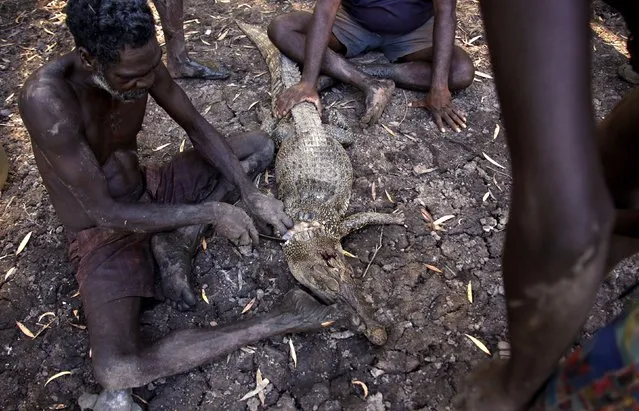 Australian Aboriginal hunter Roy Gaykamangu of the Yolngu people sits by a billabong and cuts up a crocodile he just shot dead near the “out station” of Yathalamarra, located on the outksirts of the community of Ramingining in East Arnhem Land November 22, 2014. (Photo by David Gray/Reuters)