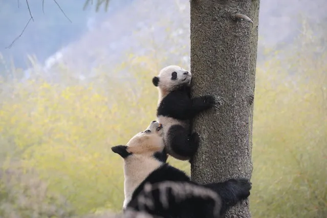 Giant panda Ximei plays with her one-year-old cub as it climbs a tree at Hetaoping Research and Conservation Center in Wolong, Sichuan province, January 27, 2016. (Photo by Reuters/China Daily)