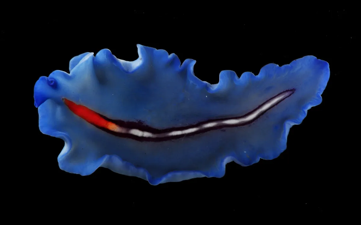 Синих червяков. Морские Ресничные черви. Pseudoceros Liparus. Морские Ресничные плоские черви. Морской плоский червь (Pseudoceros Lindae).