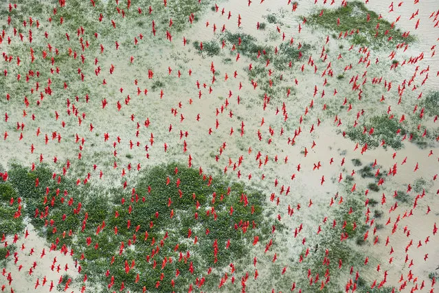 Amazon – Paradise Threatened: Scarlet ibises fly above flooded lowlands, near Bom Amigo, Amapá, Brazilian Amazon, February 5, 2017. After declining from major peaks in 1995 and 2004, the rate of deforestation in the Brazilian Amazon increased sharply in 2016, under pressure from logging, mining, agriculture and hydropower developments. The Amazon forest is one of Earth’s great “carbon sinks”, absorbing billions of tonnes of carbon dioxide each year and acting as a climate regulator. Without it, the world’s ability to lock up carbon would be reduced, compounding the effects of global warming. (Photo by Daniel Beltrá/World Press Photo)