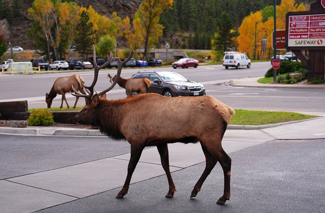 A bull elk joins other elk in wandering through the parking lot of a shopping center Wednesday, October 1, 2025, in Estes Park, Colo. (Photo by David Zalubowski/AP Photo)