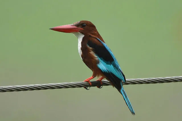 A kingfisher is seen at Pobitora Wildlife Sanctuary in Morigaon district of the north-eastern state of Assam on April 1, 2023. (Photo by Anuwar Hazarika/NurPhoto via Getty Images)