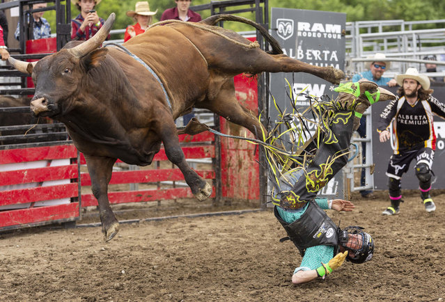 A cowboy falls in the bull riding event at the 2024 RAM Rodeo Tour in Brooklin, Ontario, Canada, on June 2, 2024. (Photo by Zou Zheng/Xinhua News Agency) 