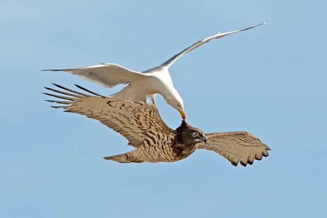 A gull early April 2023 in Gibraltar appears to be landing on an eagle in mid-air as it engages in behaviour called “mobbing”, to defend itself or its chicks from the predator. (Photo by Clive Finlayson/Solent News)