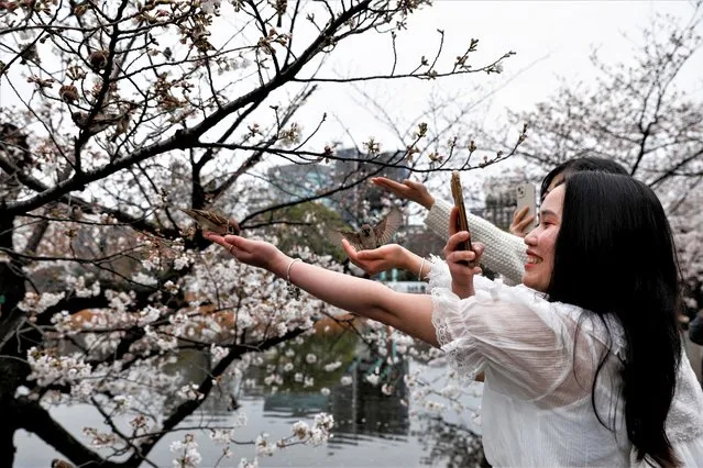 Girls feed sparrows and take photos in front of cherry blossom trees at Ueno park, in Tokyo, Japan on March 21, 2023. (Photo by Androniki Christodoulou/Reuters)