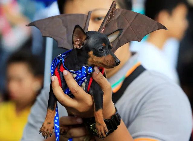 A man shows his Pincher dog wearing a bat costume as they take part in “A Petrifiying Trail Pet” costume party at a mall in Pasay city, metro Manila, Philippines October 23, 2016. (Photo by Romeo Ranoco/Reuters)