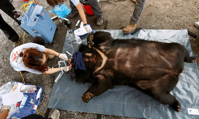 Veterinarians of Four Paws animals welfare charity, check May, a female moon bear, during her rescue from a bear farm for bile trading to a bear sanctuary, an animal welfare project by Four Paws in Ninh Binh province, Vietnam April 26, 2018. (Photo by Reuters/Kham)