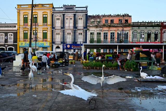 Great egrets search for food at the Ver-o-Peso wholesale market in Belém, Pará state, Brazil, on November 5, 2025. (Photo by Pablo Porciúncula/AFP Photo)