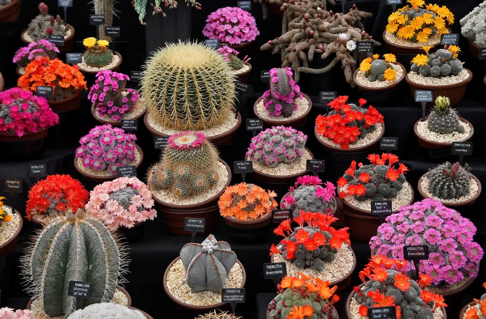 The Art of Flowers: RHS Chelsea Flower Show 2018