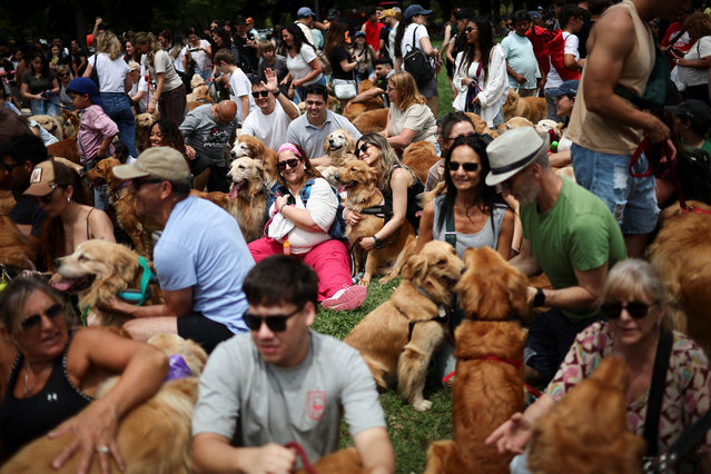 Golden Retrievers and their owners participate in a meetup seeking to break the world record for the largest gathering of the breed, in Buenos Aires, Argentina on December 8, 2025. (Photo by Agustin Marcarian/Reuters)