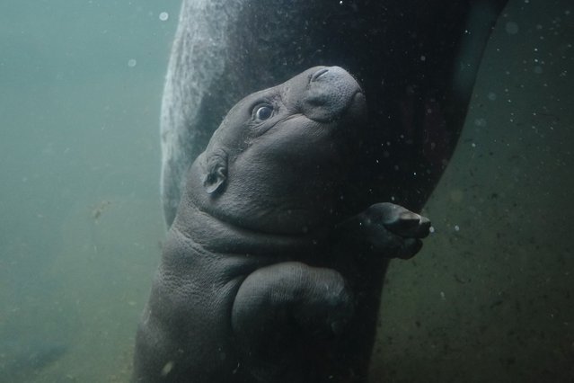 A pygmy hippopotamus cub named Toni dives through a pool for the first time for the public at the zoo in Berlin, Germany, Tuesday, October 29, 2024. (Photo by Markus Schreiber/AP Photo)