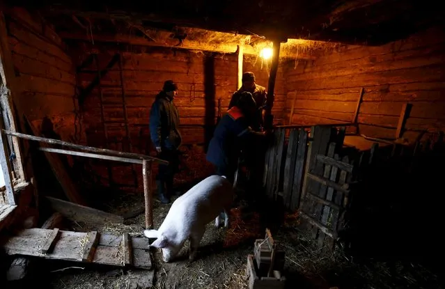Belarussian men prepare to slaughter take a pig in a barn in the village of Azerany, Belarus, December 12, 2015. (Photo by Vasily Fedosenko/Reuters)