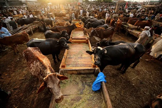 Sacrificial animals for sale are displayed at a market ahead of the Muslim festival of Eid al-Adha in Peshawar, Pakistan, 18 June 2023. Eid al-Adha is one of the holiest Muslims holidays of the year. It marks the yearly Muslim pilgrimage, known as Hajj, to visit Mecca. During Eid al-Adha Muslims will slaughter an animal and split the meat into three parts; one for family, one for friends and relatives, and one for the poor and needy. (Photo by Bilawal Arbab/EPA)