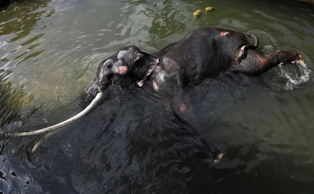 A 29-year-old elephant named Sak Surin, an ailing male Thai elephant, which was gifted to Sri Lanka by the Thai government in 2001, rests in water while receiving medical help, before his departure back to Thailand for treatment and rehabilitation, at Dehiwala Zoological Garden in Colombo, Sri Lanka on June 20, 2023. (Photo by Dinuka Liyanawatte/Reuters)