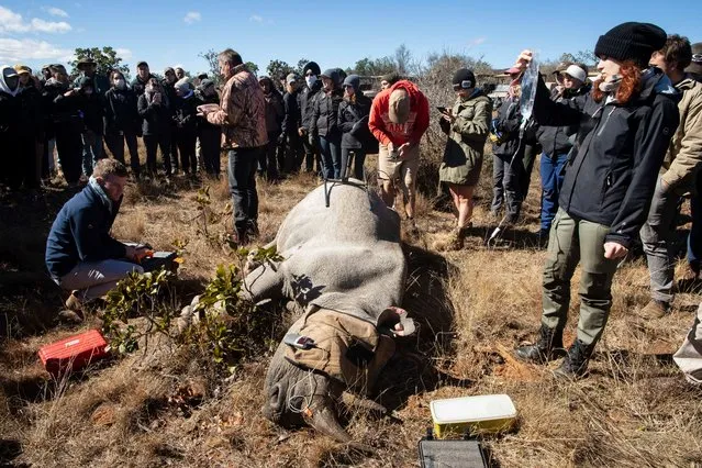 A darted black rhino is surrounded by veterinary students and other helpers after it was darted from a helicopter at a private game reserve near Polokwane, South Africa on July 12, 2023. The calf was attacked by a lion when he was younger and is suffering from tendon damage on his rear right leg. The vets took a plaster cast of his leg to ultimately make him a prosthetic leg in order for him to walk as naturally as possible. The entire operation was monitored by veterinary students from around the world as part of the annual SYMCO wildlife veterinary symposium held in South Africa. The aim of SYMCO is to highlight the importance of wild vets on wildlife conservation worldwide and to promote the debate and exchange of ideas within the veterinary community around wildlife conservation. (Photo by Kim Ludbrook/EPA/EFE)