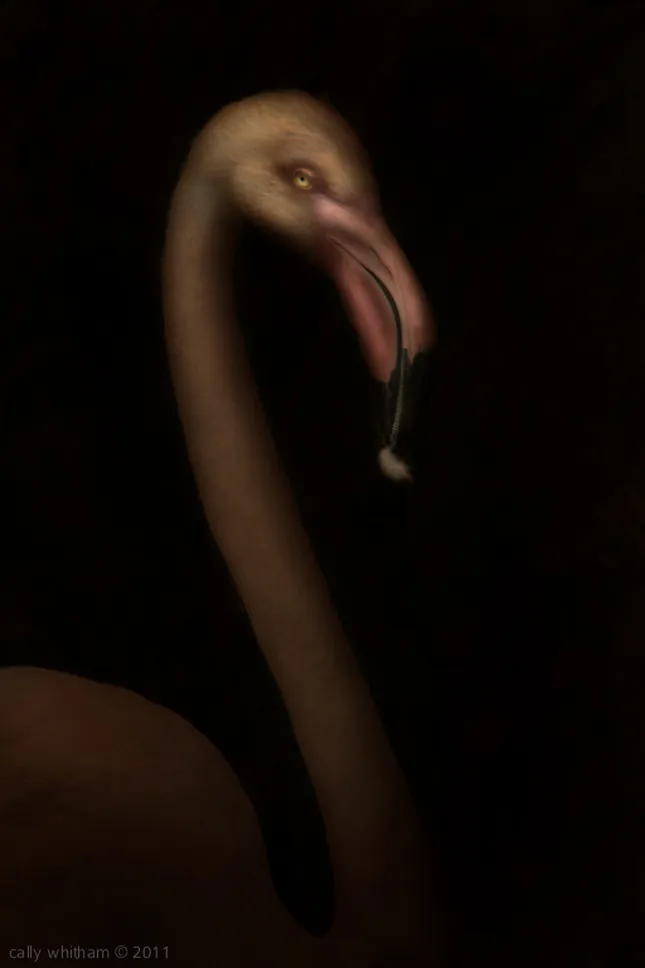 Old-Style Photographic Works by Cally Whitham Part1